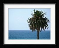 Palm at Moonlight Beach Fine Art Print