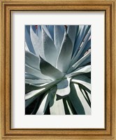 Cactus 1 Fine Art Print