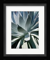 Cactus 1 Fine Art Print