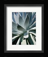 Cactus 1 Fine Art Print