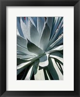 Cactus 1 Fine Art Print