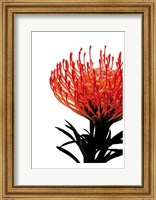 Orange Protea 1 Fine Art Print