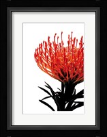Orange Protea 1 Fine Art Print