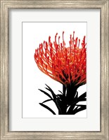 Orange Protea 1 Fine Art Print
