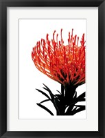 Orange Protea 1 Fine Art Print