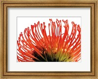 Orange Protea 2 Fine Art Print