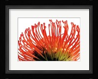 Orange Protea 2 Fine Art Print