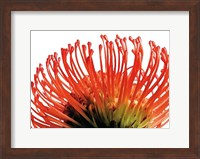Orange Protea 2 Fine Art Print