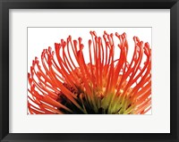 Orange Protea 2 Fine Art Print
