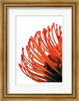 Orange Protea 4 Fine Art Print