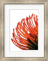 Orange Protea 4 Fine Art Print