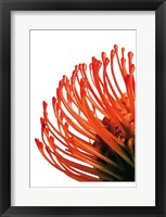 Orange Protea 4 Fine Art Print