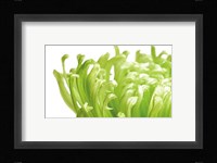 Green Bloom 1 Fine Art Print