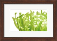 Green Bloom 1 Fine Art Print