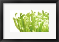 Green Bloom 1 Fine Art Print