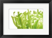 Green Bloom 1 Fine Art Print