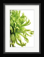 Green Bloom 2 Fine Art Print
