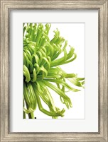 Green Bloom 2 Fine Art Print