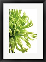 Green Bloom 2 Fine Art Print