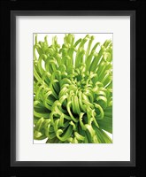 Green Bloom 5 Fine Art Print
