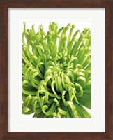 Green Bloom 5 Fine Art Print