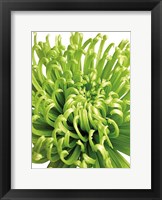 Green Bloom 5 Fine Art Print