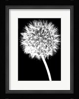 Dandelion Fine Art Print
