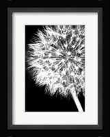 Dandelion Crop Fine Art Print