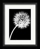 Dandelion Tilt Fine Art Print