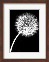 Dandelion Tilt Fine Art Print