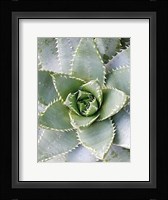 Cactus 3 Fine Art Print