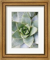 Cactus 3 Fine Art Print