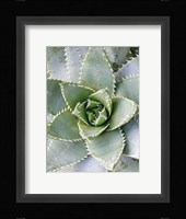 Cactus 3 Fine Art Print