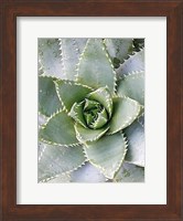 Cactus 3 Fine Art Print