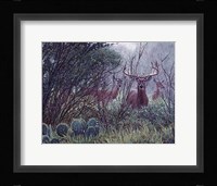 Lone Star Whitetail Fine Art Print