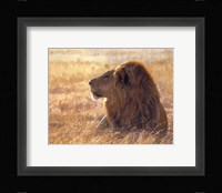 Danger on the Wind Fine Art Print