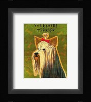 Yorkshire Terrier Framed Print