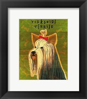 Yorkshire Terrier Framed Print