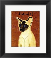 Siamese Framed Print