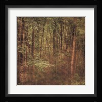 Fog in Mountain Trees Framed Print