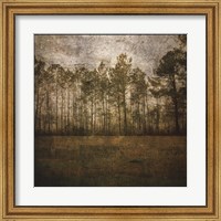 A Line of Pines Fine Art Print