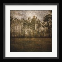 A Line of Pines Framed Print