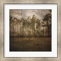 A Line of Pines Fine Art Print