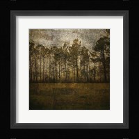 A Line of Pines Framed Print