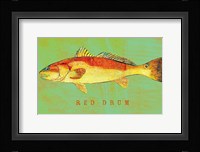 Red Drum Framed Print