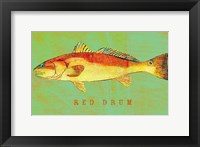 Red Drum Framed Print