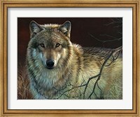 Uninterrupted Stare- Gray Wolf Fine Art Print