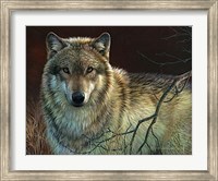 Uninterrupted Stare- Gray Wolf Fine Art Print