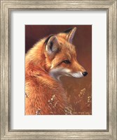 Curious- Red Fox Fine Art Print