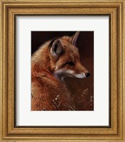 Curious- Red Fox Fine Art Print